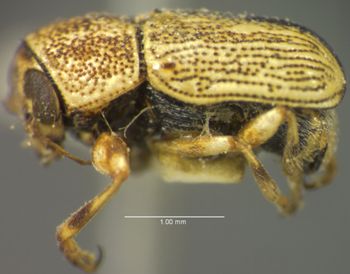 Media type: image;   Entomology 4299 Aspect: habitus lateral view